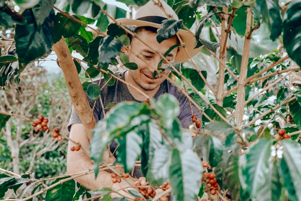 Man wearing a wide brim hat among coffee plants picking red coffee cherries