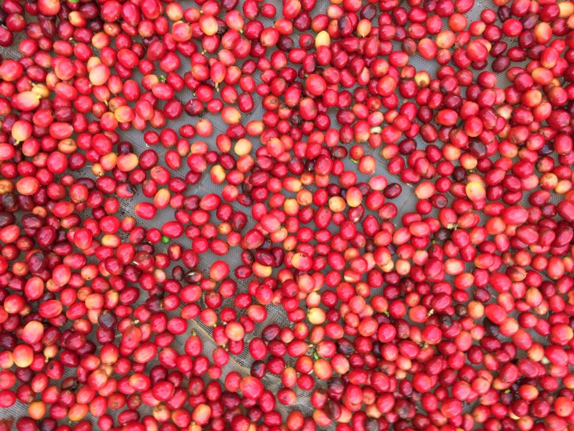 Red coffee cherries drying on a gray mesh surface.
